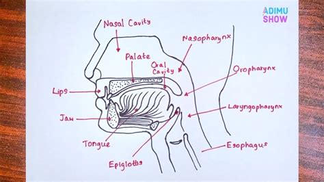 How to Draw Parts of Oral Cavity| step by step drawing tutorial ...