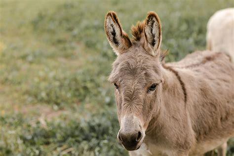 Feeding Donkeys and Mules vs. Horses