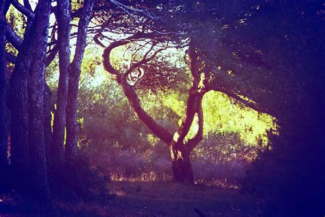 The wise old tree Photograph by Valerie Dauce - Fine Art America