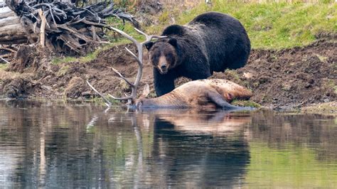 Caught on camera: Grizzly bear in Yellowstone National Park makes feast of bull elk