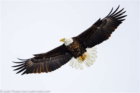 Bald Eagle wing span | Bald eagle, Eagle wings, Eagle