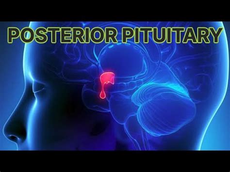 Posterior Pituitary Disorders (updated 2023) - CRASH! Medical Review Series - YouTube