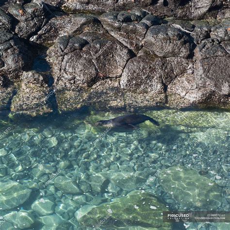 Sea Lion Swimming — outdoors, outside - Stock Photo | #165676162