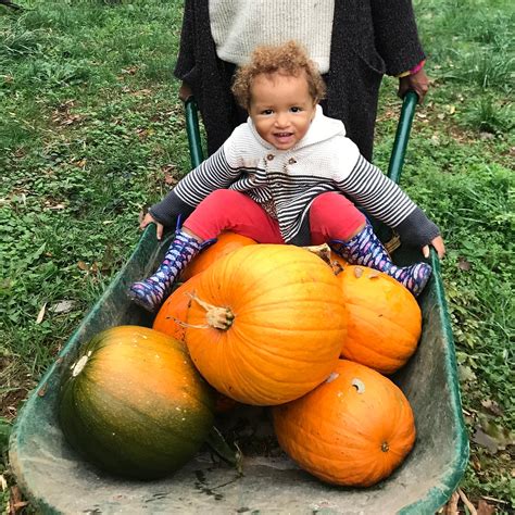 Pumpkin Harvest