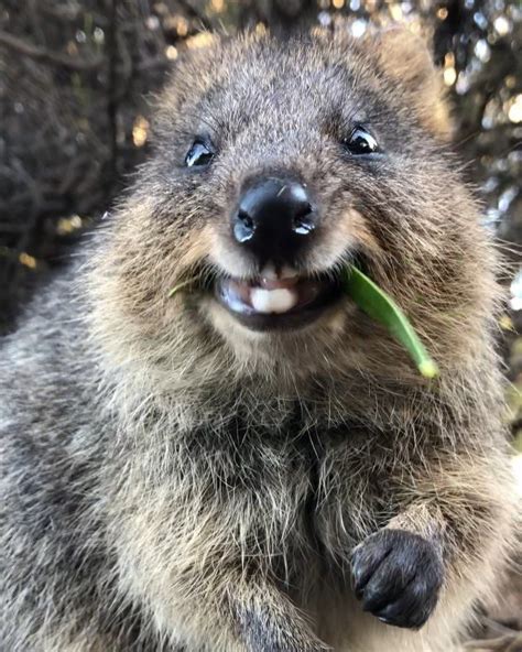 Quokka Funny