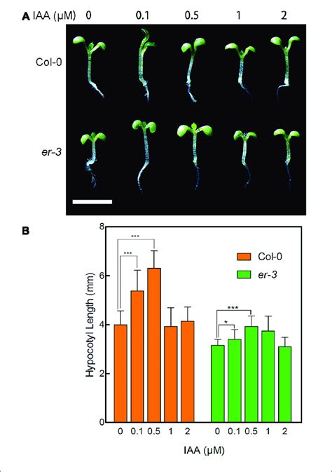 | Hypocotyl phenotypes of Col-0 and er-3 in response to IAA. (A)... | Download Scientific Diagram