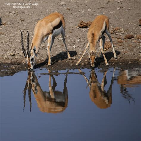 Watering Hole Reflections | Serengeti National Park, Tanzania | Loren Logan Photography