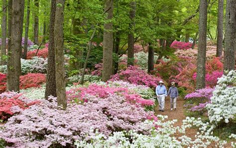 Callaway Gardens Winter Activities | Fasci Garden