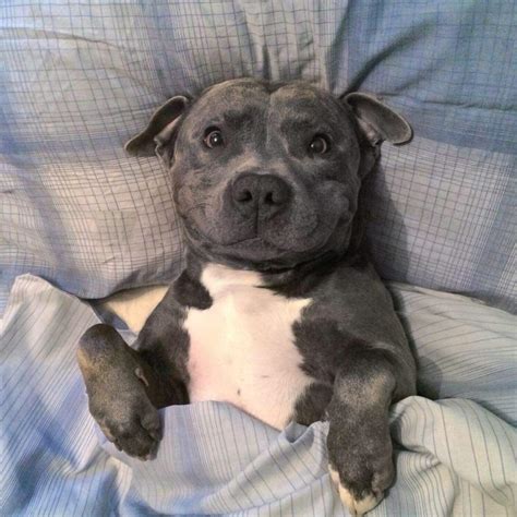 Blue Staffy Dog