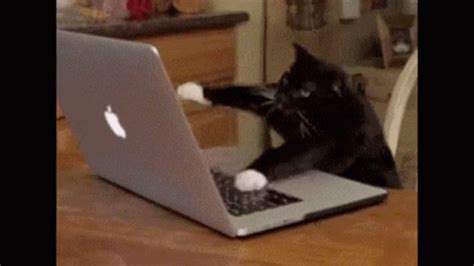 Typing Cat Meme - Typing Cat - Discover & Share GIFs