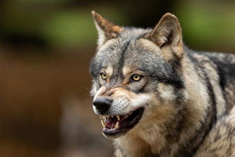 10 Awesome Songs about Wolves