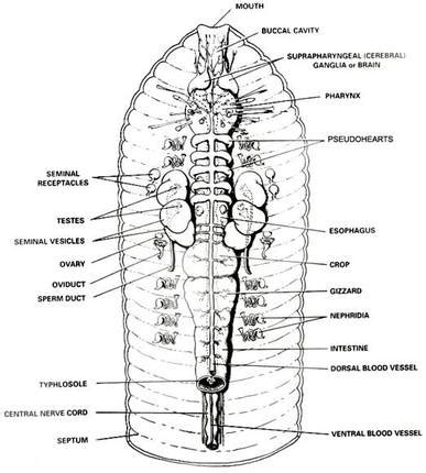 Nervous - nematoda