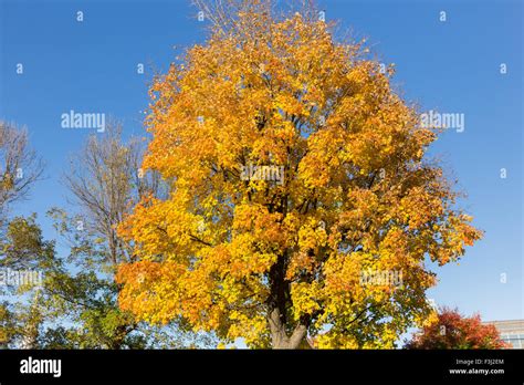 Maple tree canada hi-res stock photography and images - Alamy