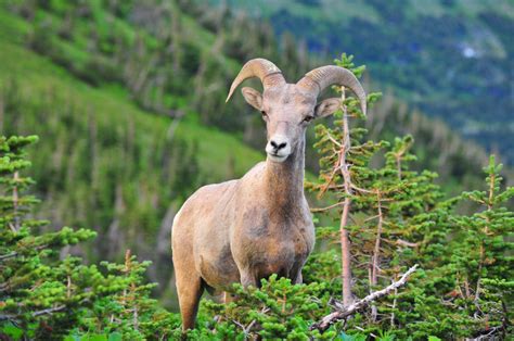 Borrego cimarrón - Bighorn Sheep by Bernard Chen