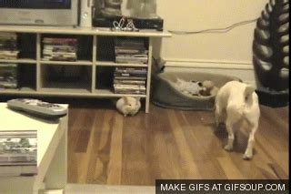 Chinchilla GIF - Find & Share on GIPHY