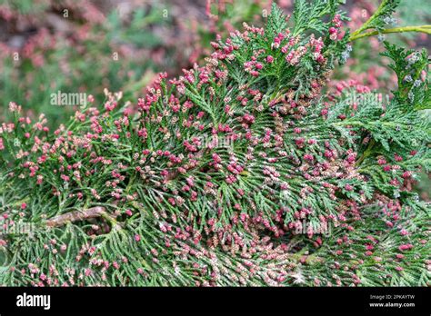 Red male cones on Chamaecyparis lawsoniana 'Little Spire', also called ...