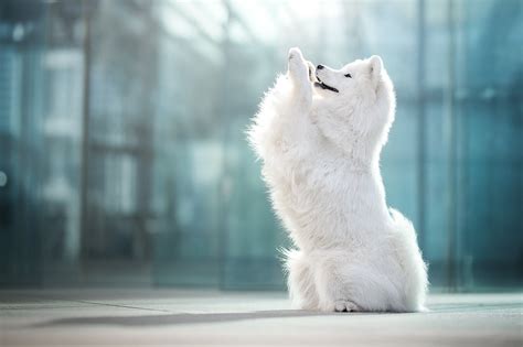 Animal Samoyed Dogs Dog Pet Hd Wallpaper Background - Samoyed Wallpaper Hd (#2900832) - HD ...