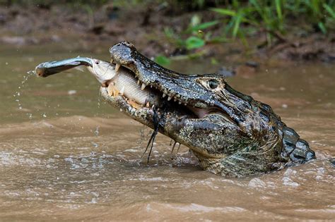 A Yacare caiman crocodile catching a tiger fish catching a fish in the Rio Negrinho : r ...