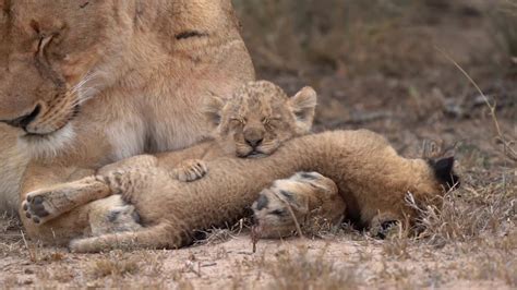 Lion cubs playing with mom - YouTube