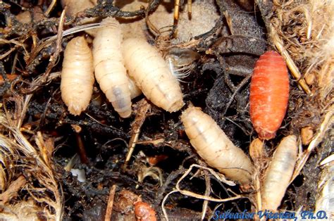 Diptera-Sarcophagidae-Flesh Flies LARVAE (C) - Urban Programs - El Paso County