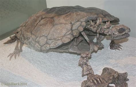 Proganochelys - Alchetron, The Free Social Encyclopedia