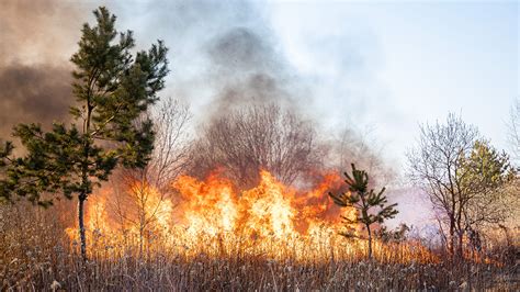 Nearly a third of Sierra Nevada’s conifer forests destroyed by drought ...