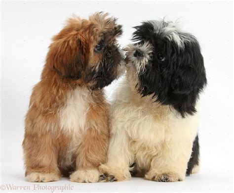 Dogs: Brown and black-and-white Shih-tzu puppies kissing photo WP38225