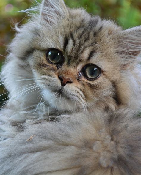 Seven Reasons Why People Like Persian Himalayan Cat Personality | Persian Himalayan Cat ...