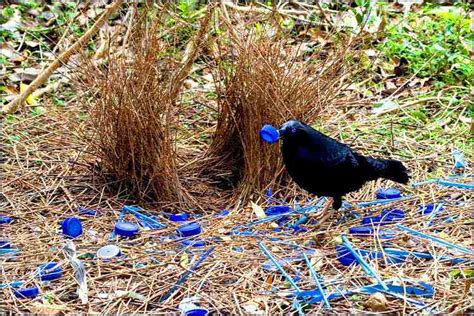 Bowerbirds And Their Beautiful Courtship Displays – Craftsmumship