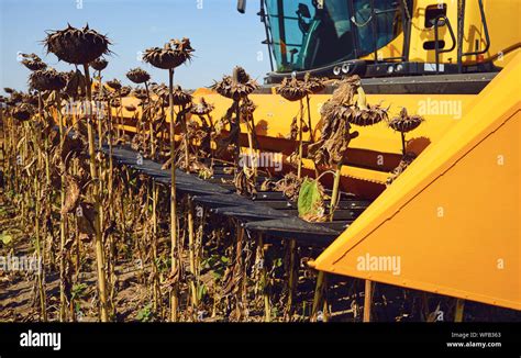 Harvester sunflower.Harvesting sunflower in a field by a combine ...