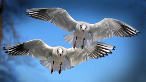 Two flying seagulls - High Definition Wallpaper