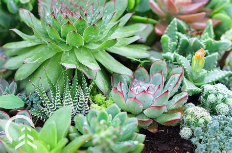 Bored Inside? Make a Succulent and Cactus Planter! | Platt Hill Nursery | Blog & Advice