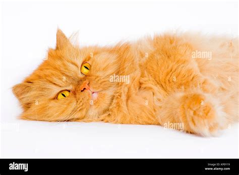 Doll face persian cat hi-res stock photography and images - Alamy