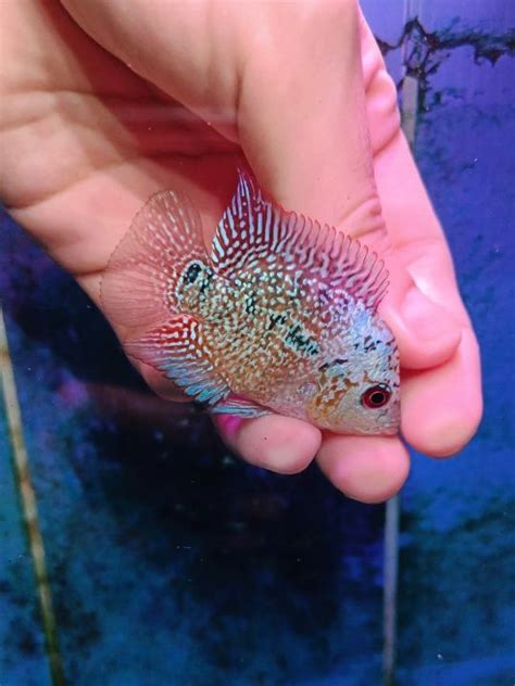 Flowerhorn kamfa malau, flowerhorn male fish, 金花马骝 | Lazada