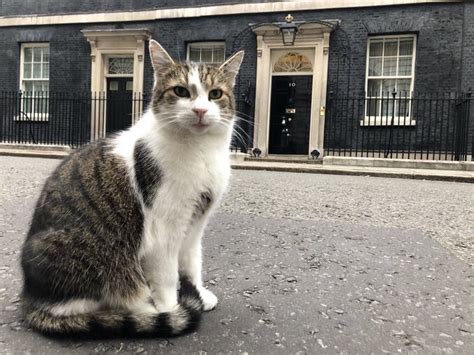 I'm in charge now, says Larry the Downing Street cat - Democratic Underground