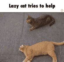 Lazy Cat Meme GIFs | Tenor