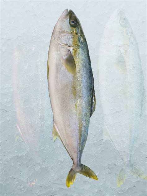 Yellowtail Kingfish at Aptus Seafoods in South Melbourne Market