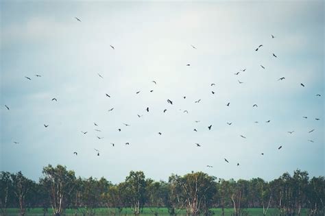 Premium Photo | Hawk habitat in nakhonnayok, thailand