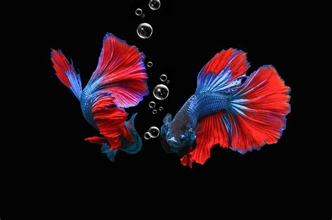 8 Rarest Betta Fish Colors Ever - Rarest.org