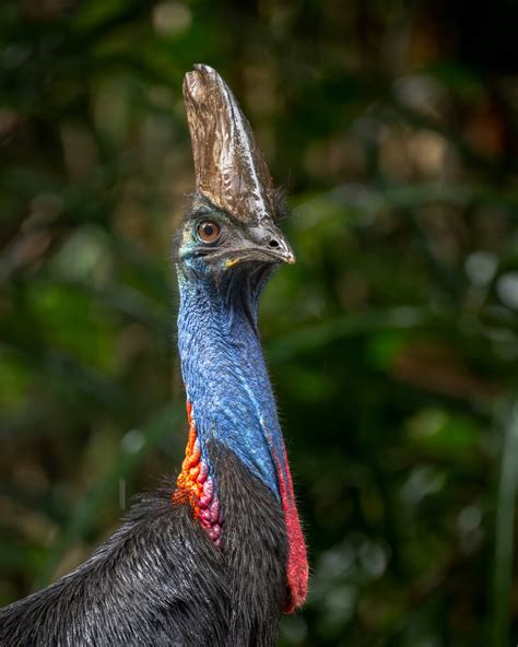 A male Southern Cassowary looks like a dinosaur as it poses for a photograph | Backcountry ...