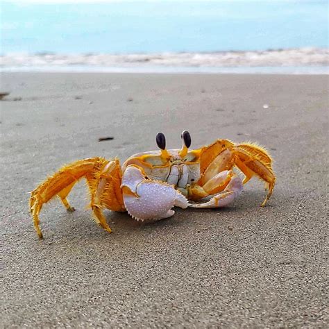 Sand Crawler Photograph by Paige Wallace | Fine Art America