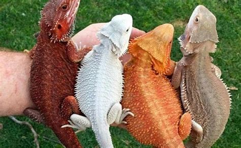 22 Types of Bearded Dragon Morphs & Colors (With Pictures!)