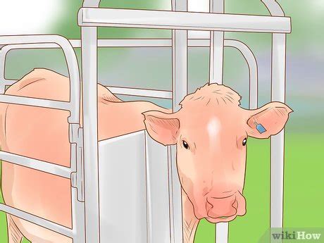 How To Slaughter A Cow Properly - All About Cow Photos