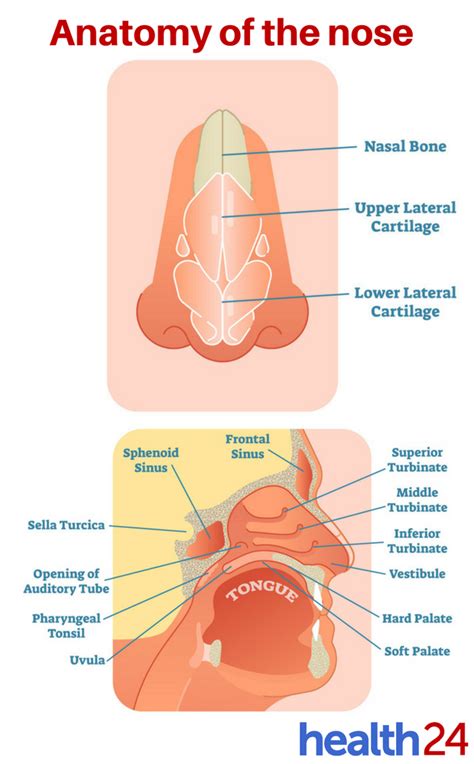 A quick guide to sinus-related congestion | Life