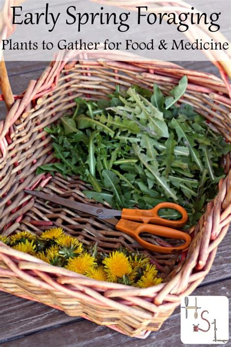 Early Spring Foraging: Plants to Gather for Food & Medicine | Homespun Seasonal Living