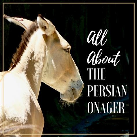 All About the Persian Onager - PetHelpful