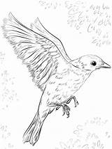 Bluebird Flying sketch template