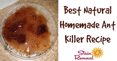 Best Natural Homemade Ant Killer Recipe