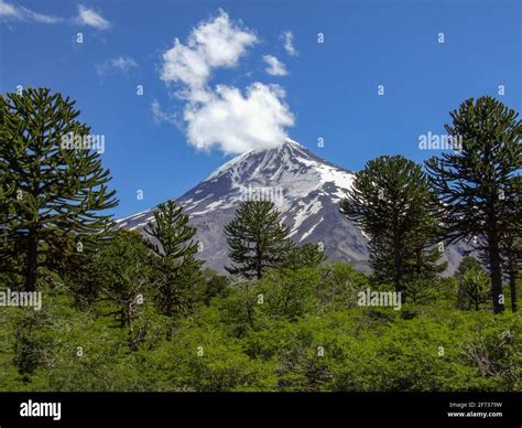 view of Lanin volcano with Araucaria trees, Lanin national park ...