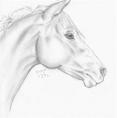 Horse Pencil Drawing